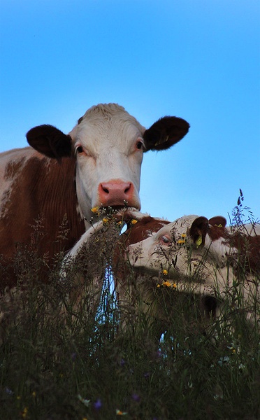 še 1 za 2 by maja