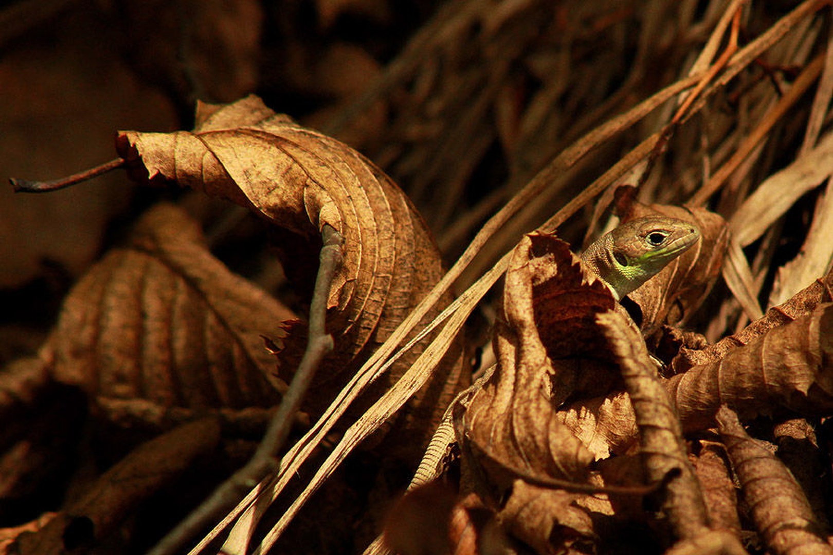 baby lizzard by maja