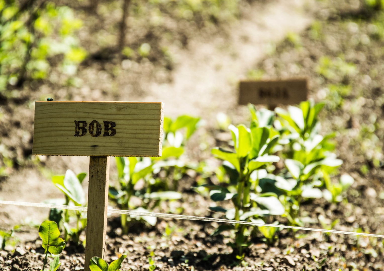 bob by kolesar