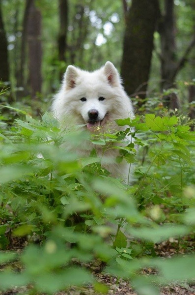 Samojedka Nala by Anja Kosi