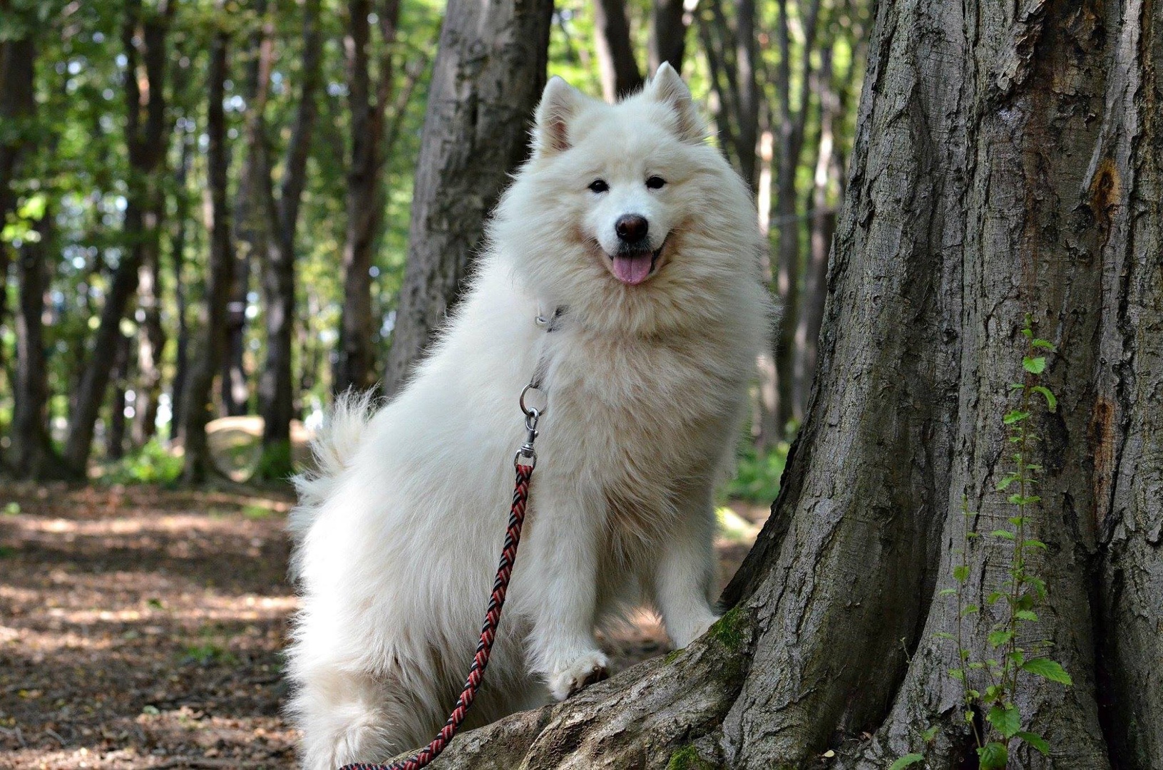 Samojedka Nala by Anja Kosi