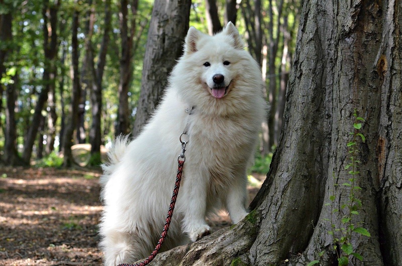 Samojedka Nala by Anja Kosi