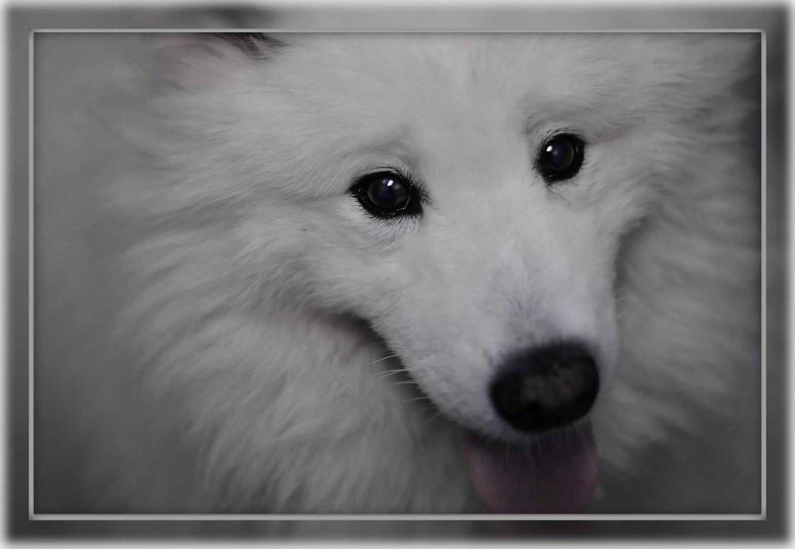 Pes samojed by Anja Kosi