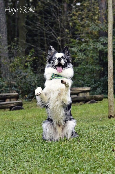 Border Collie,pes by Anja Kosi
