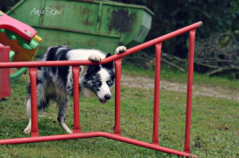 Border Collie,pes by Anja Kosi