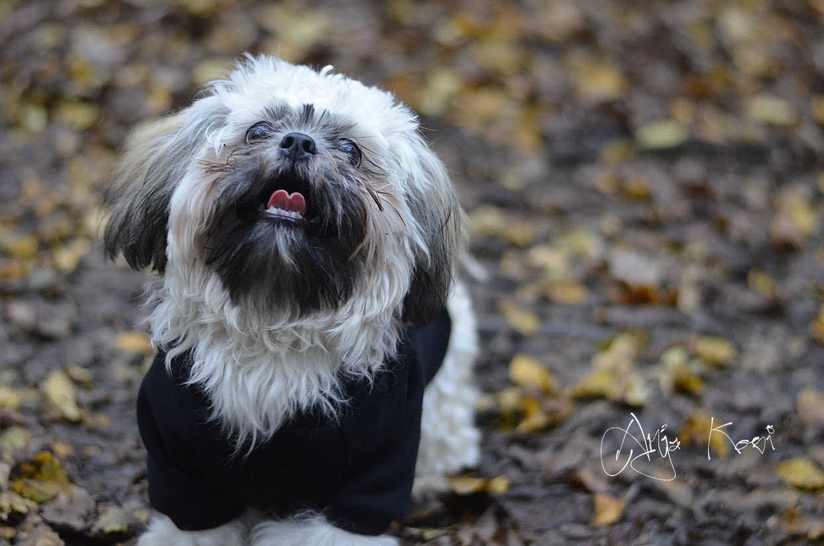 Shih tzu by Anja Kosi