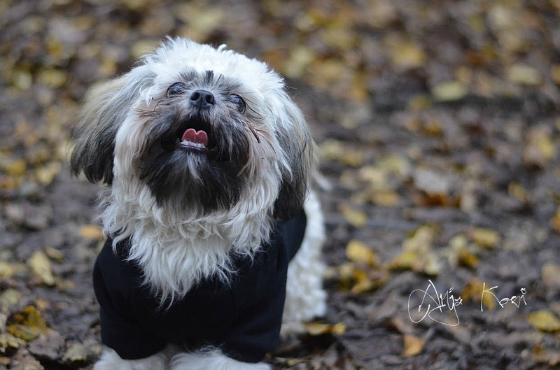 Shih tzu by Anja Kosi