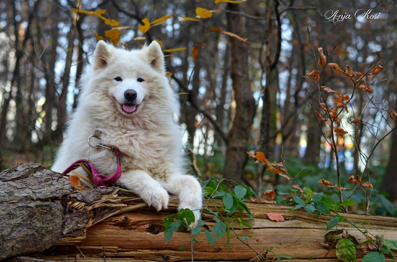 Samojed, pes by Anja Kosi