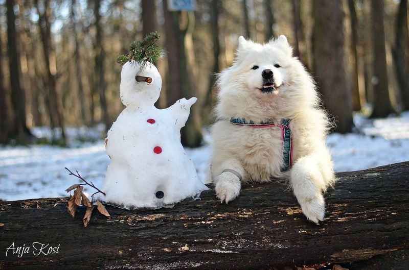 Zima,pes, samojed,snežak by Anja Kosi