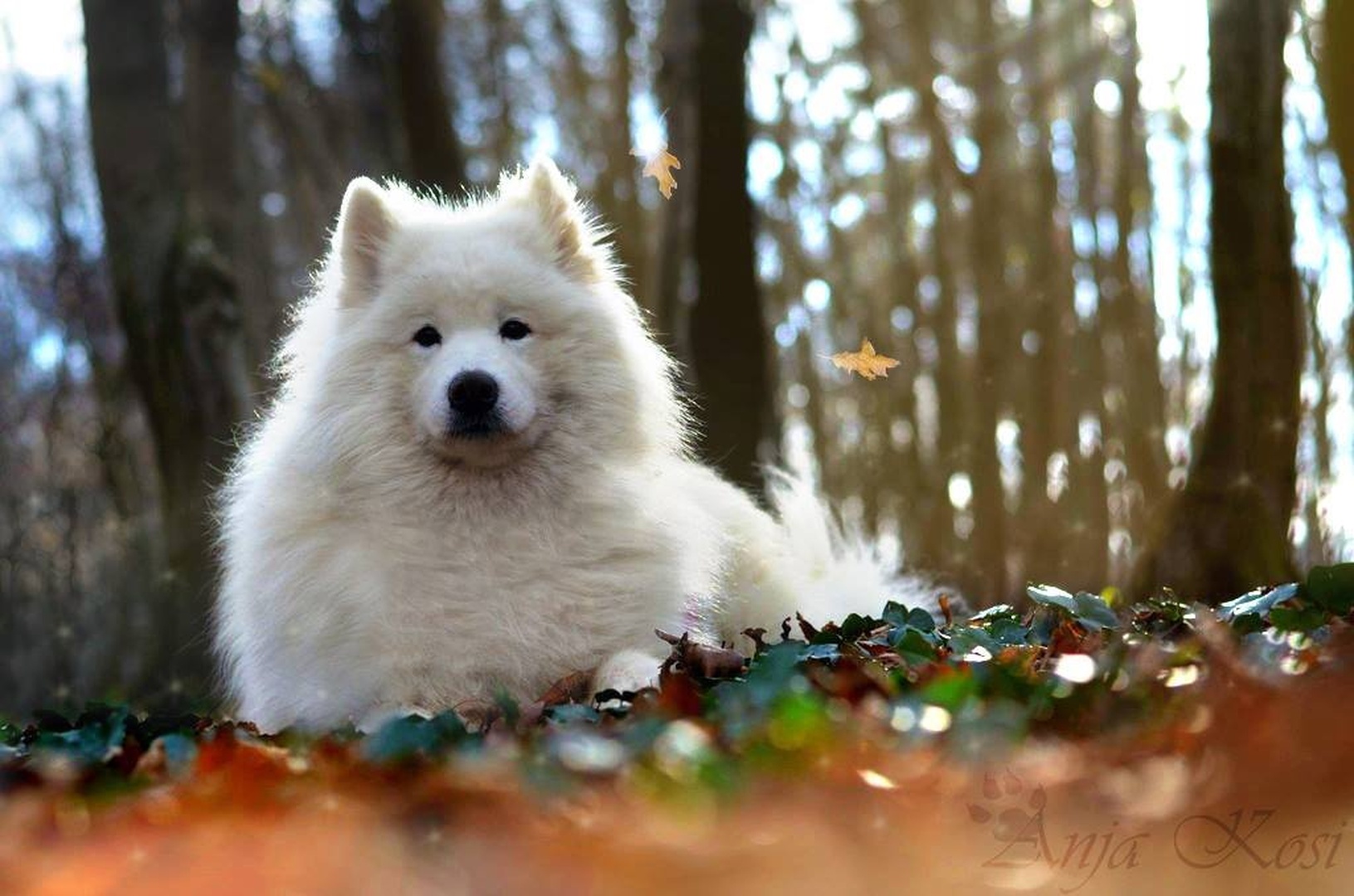 Pes samojed,jesen by Anja Kosi
