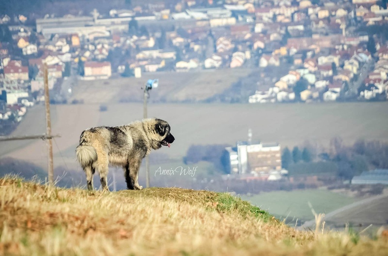Šarplaninec na Pohorju by Anja Kosi