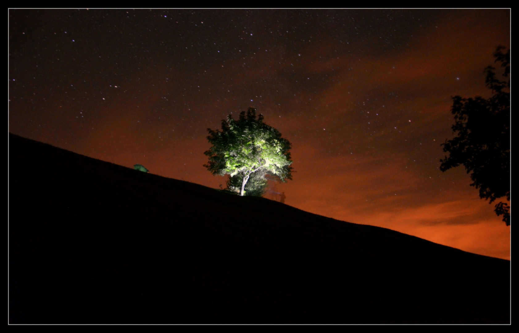 tree at night by Tadej M