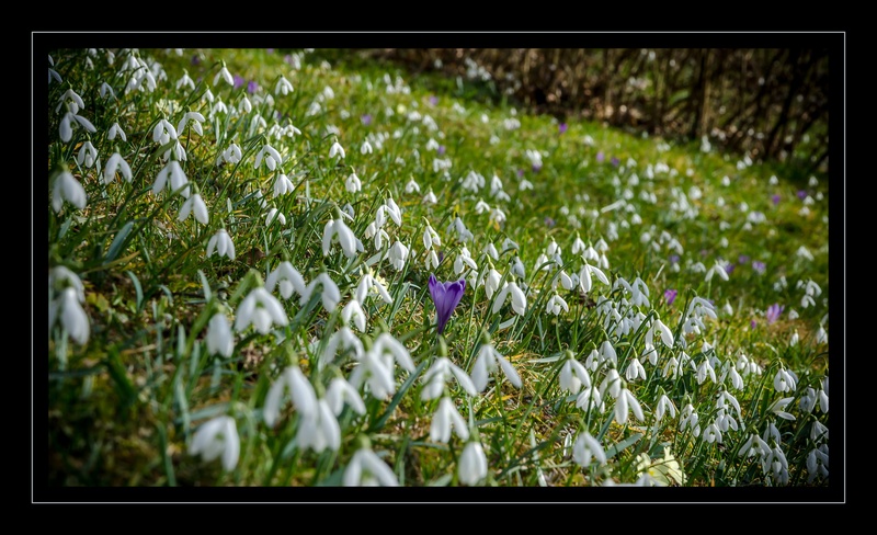 ...pomladanska... by Tadej M
