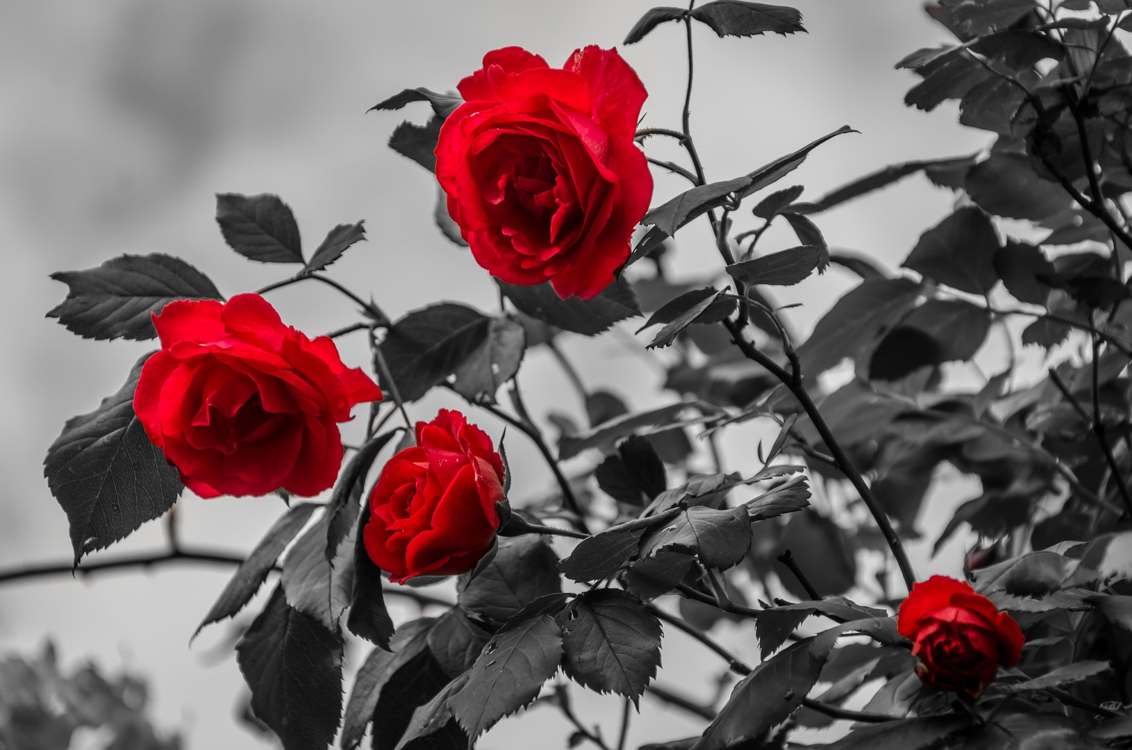 ...red roses... by Tadej M