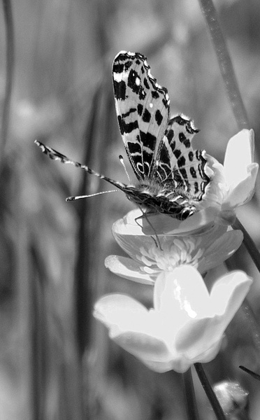 . by Lidija