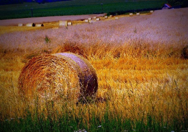 Košnja by SandraCh