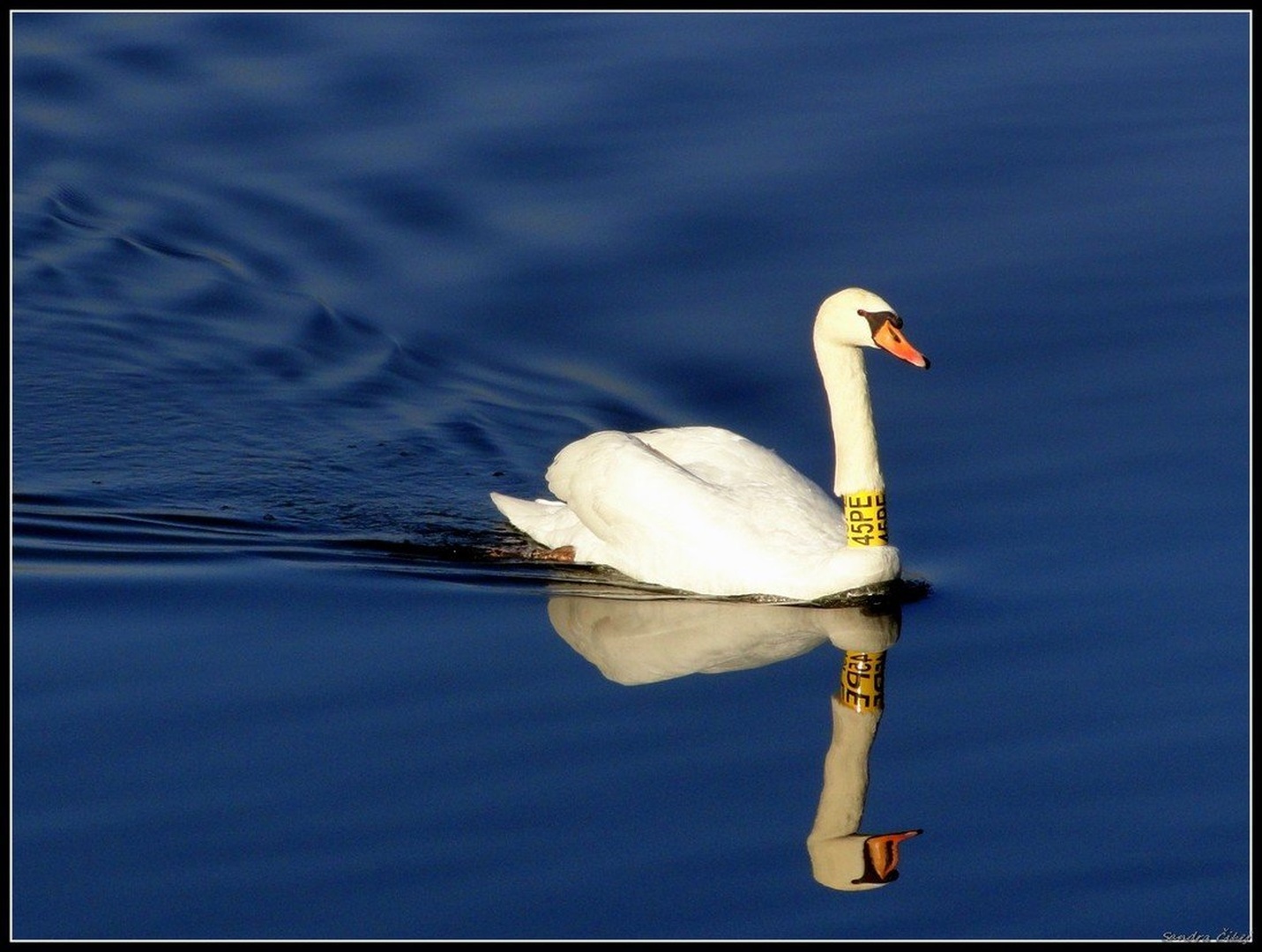 Swan 45PE / Kočevsko jezero / by SandraCh