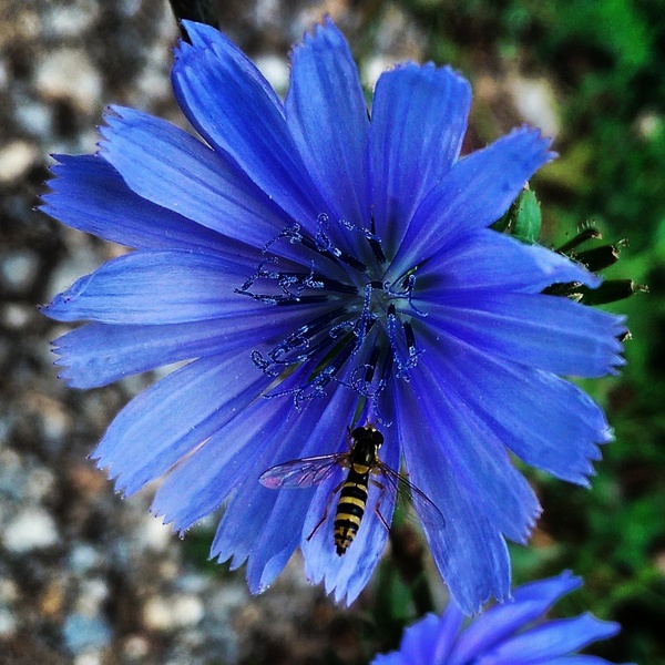 flower by Gregor M.
