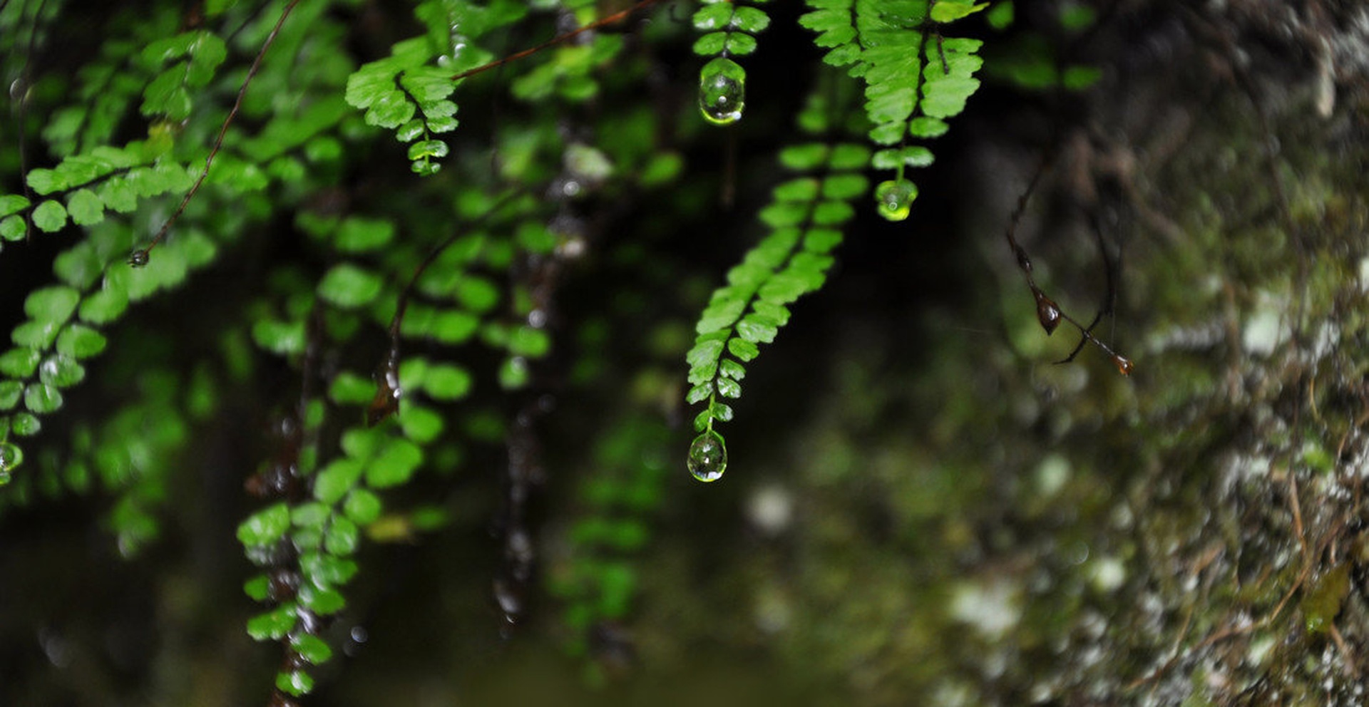 raindrop by