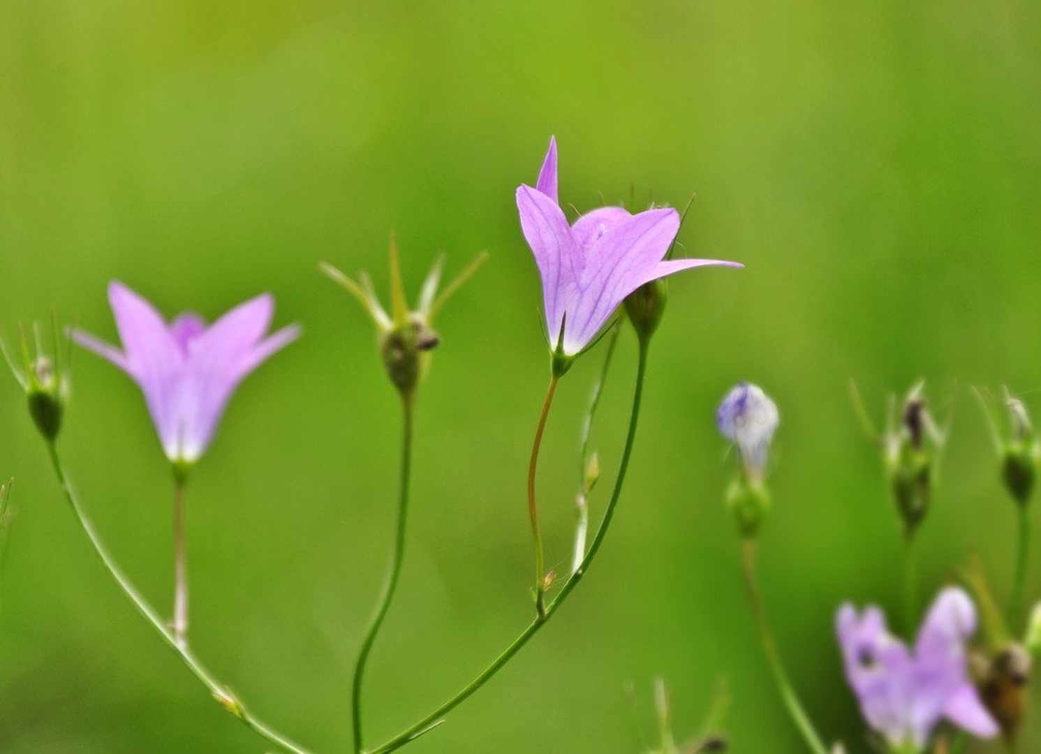 Purple by