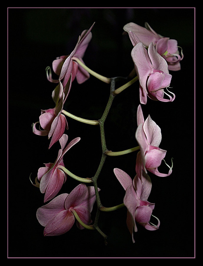 Orchidaceae by jernej