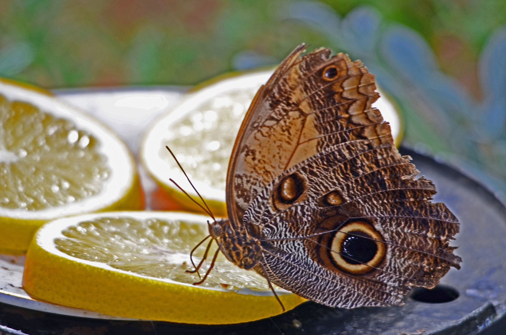 Butterfly by Rudi Volkar