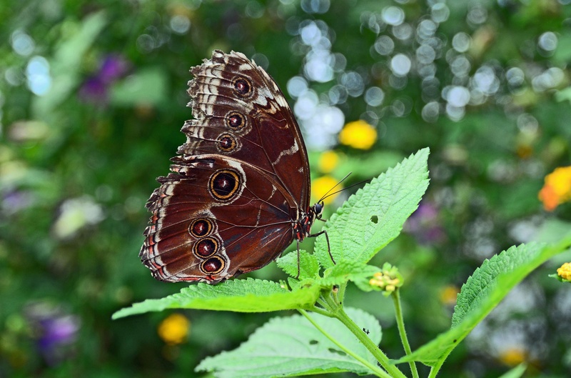 Butterfly by Rudi Volkar