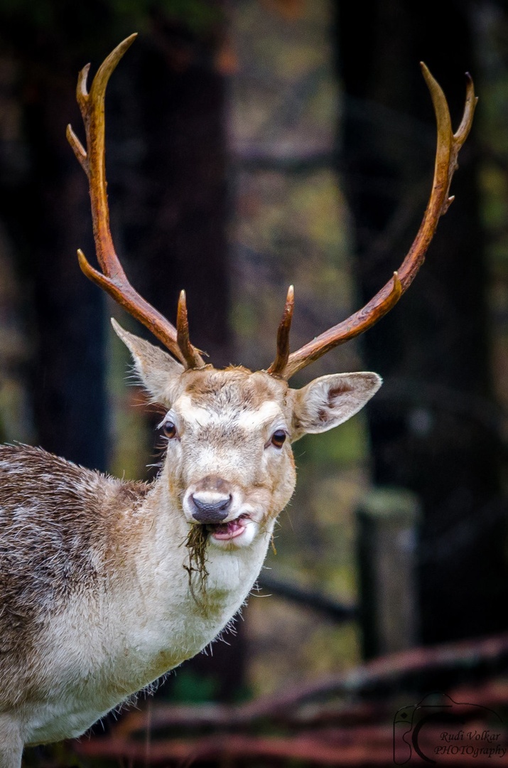Hungry by Rudi Volkar