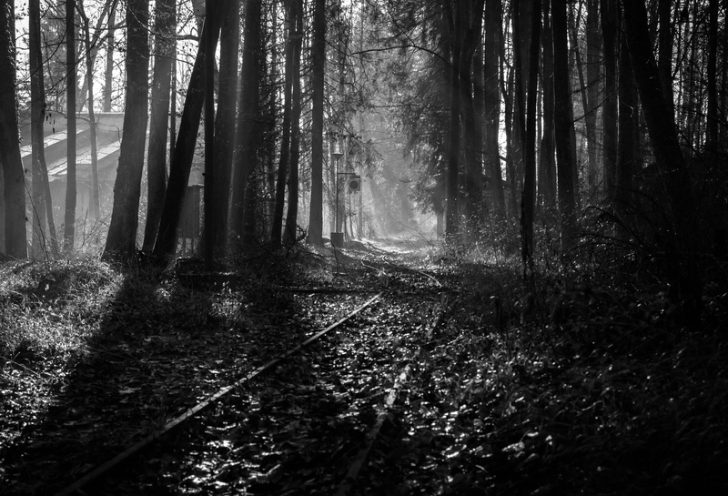 Mistery forest by Rudi Volkar