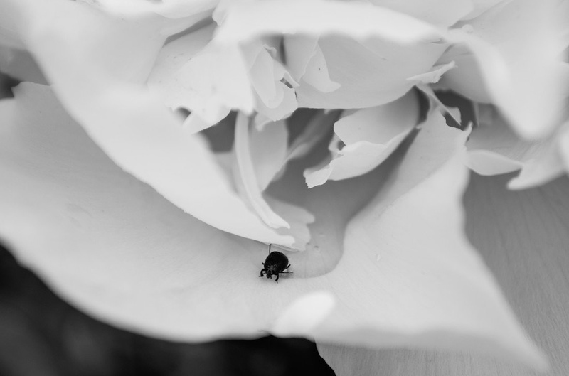 white black rose bug by manca špoljarič