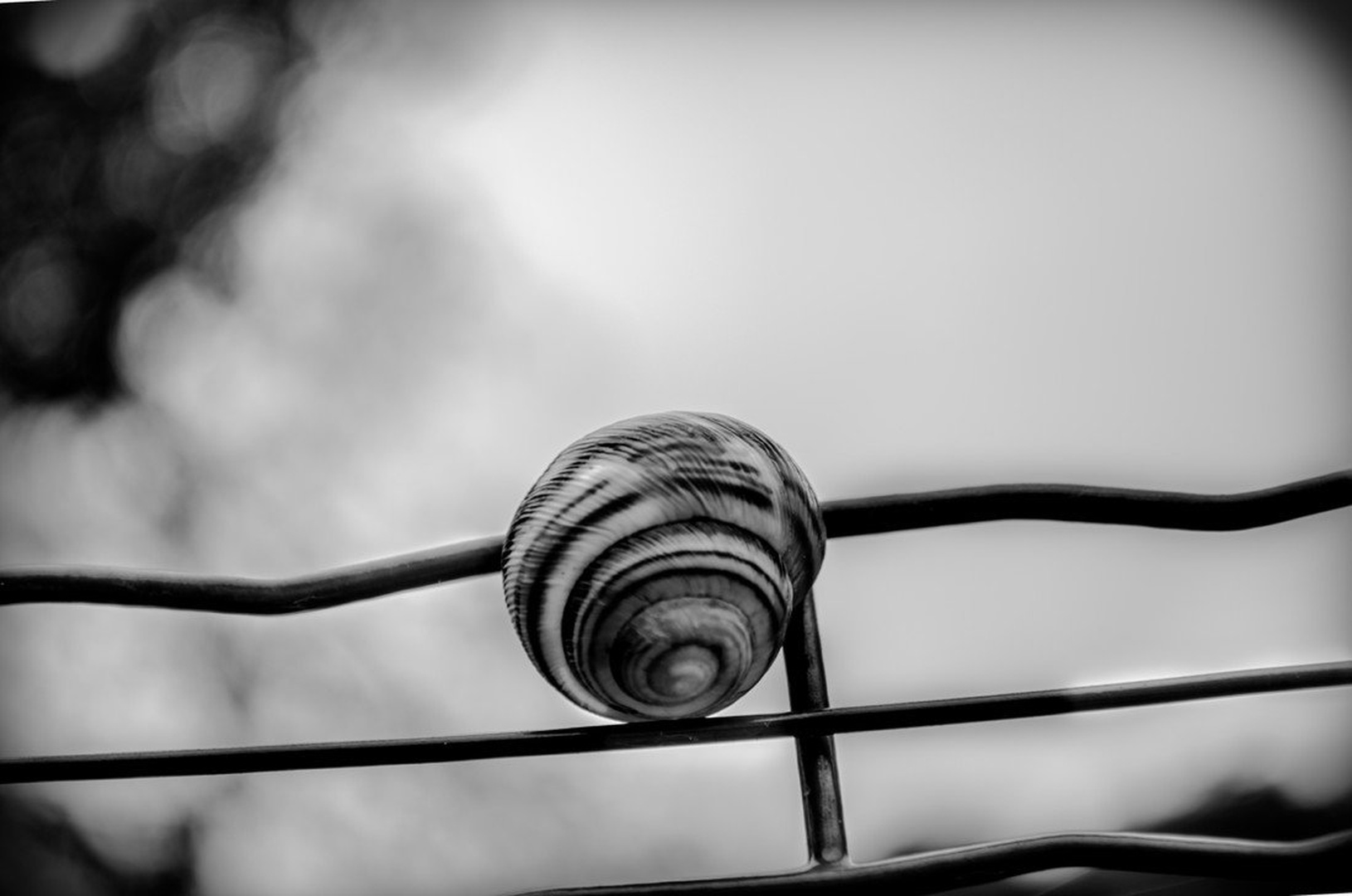 snail by manca špoljarič