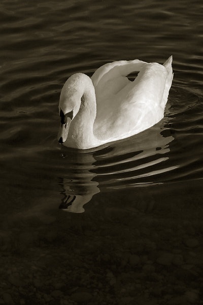 tužni labud by jur@s