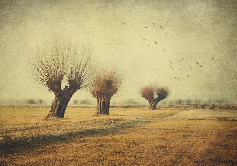 . by Waldemar Szoła