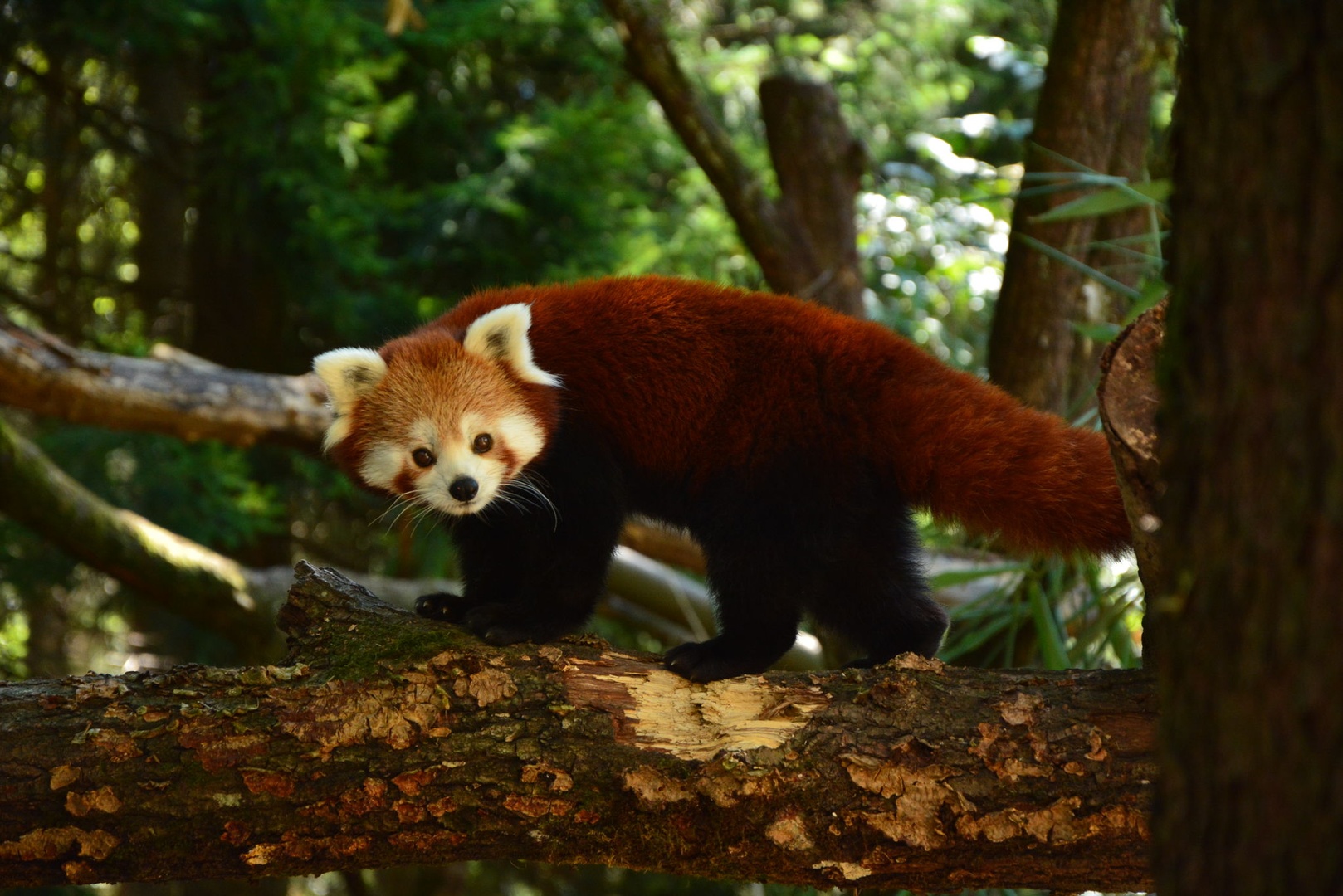 ZOO Ljubljana - mačji panda by Katarina Gršič