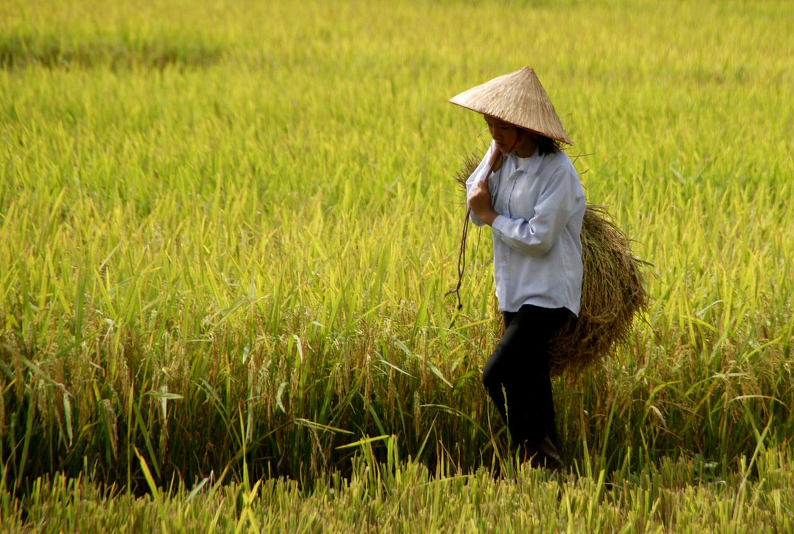 Vietnam II by