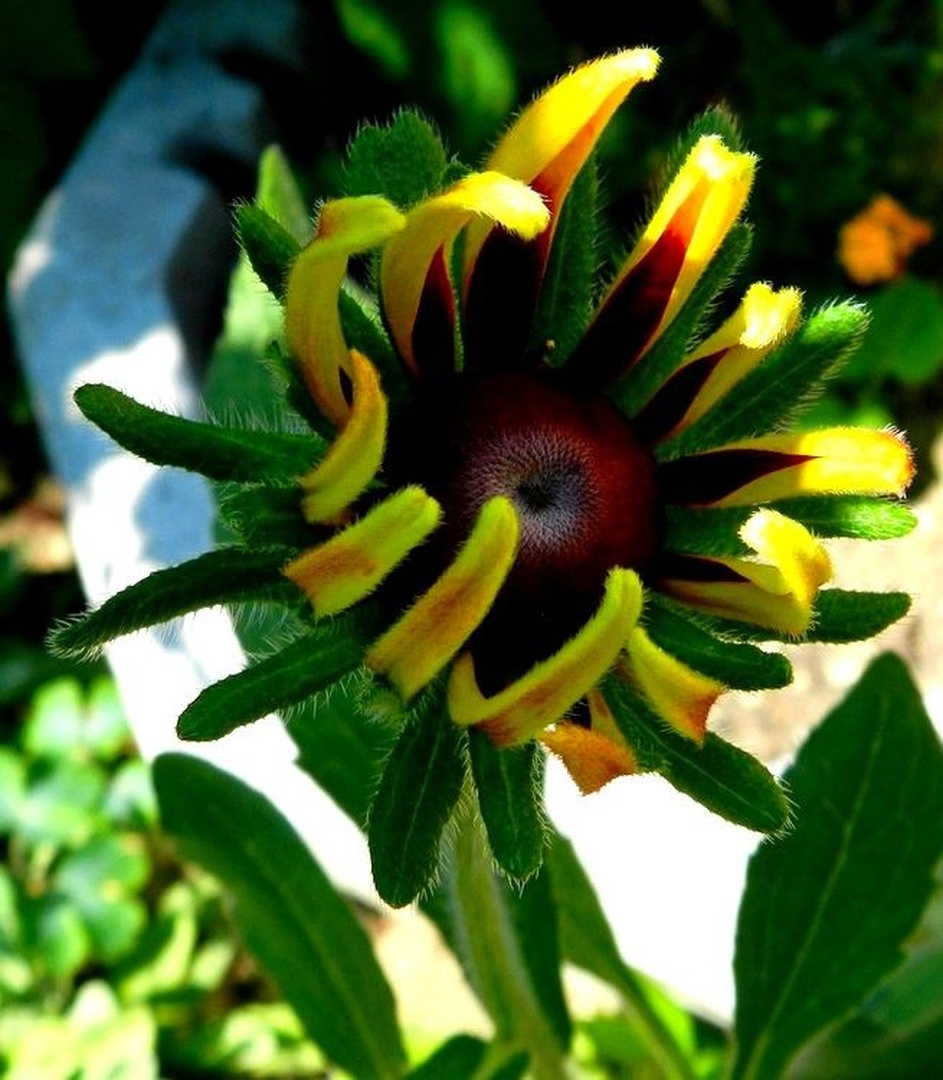Rudbeckia by Ivan Bukovšek