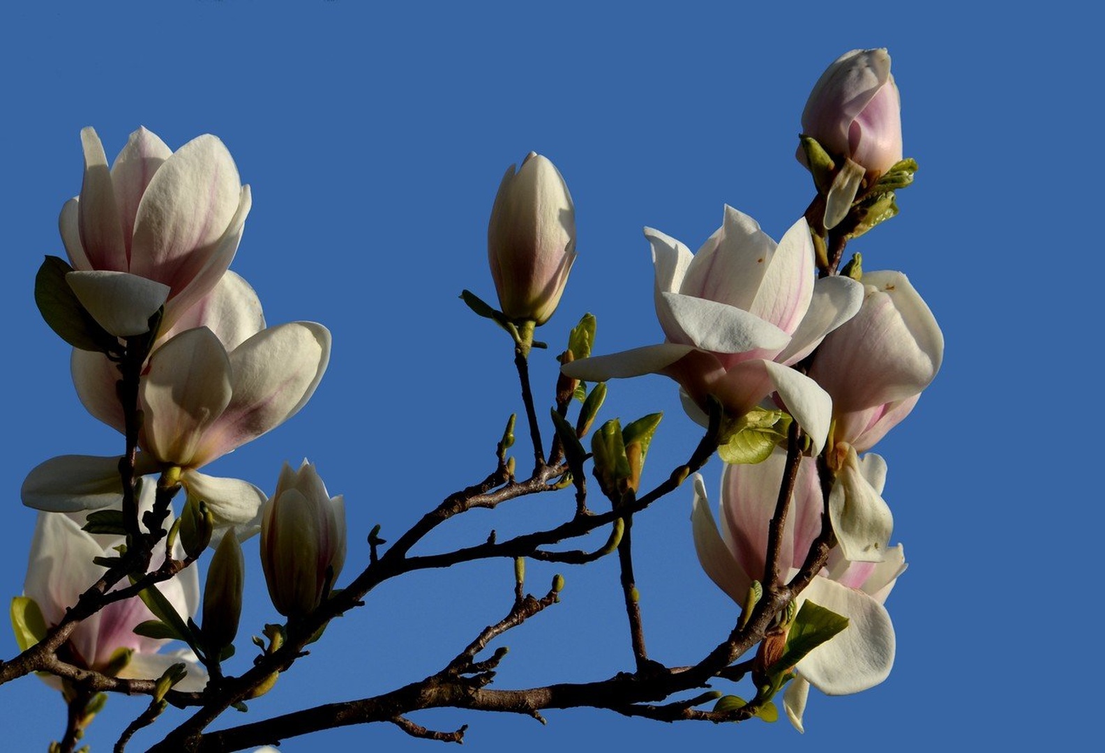 Magnolija by Ivan Bukovšek
