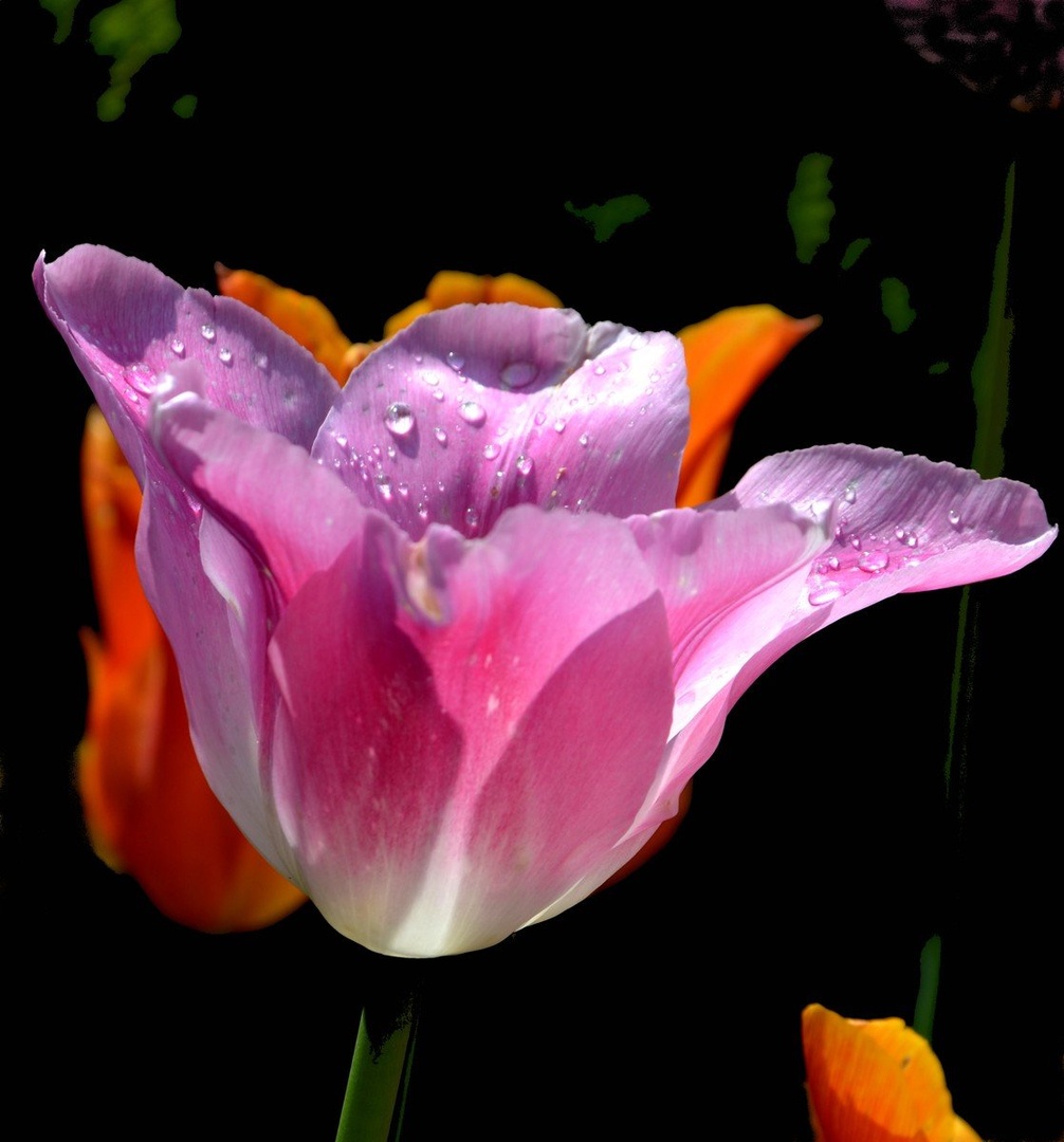 Tulipan in kapljice by Ivan Bukovšek