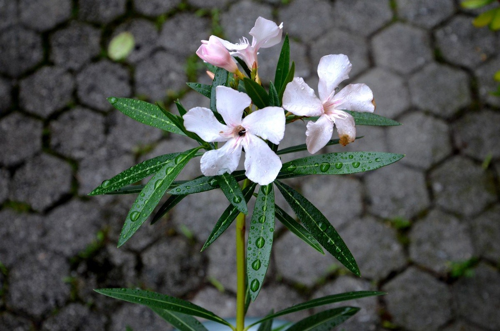 Oleander po dežju by Ivan Bukovšek