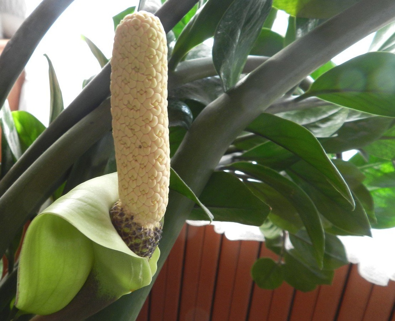 Zamija (Zamioculcas zamiifolia) by Ivan Bukovšek