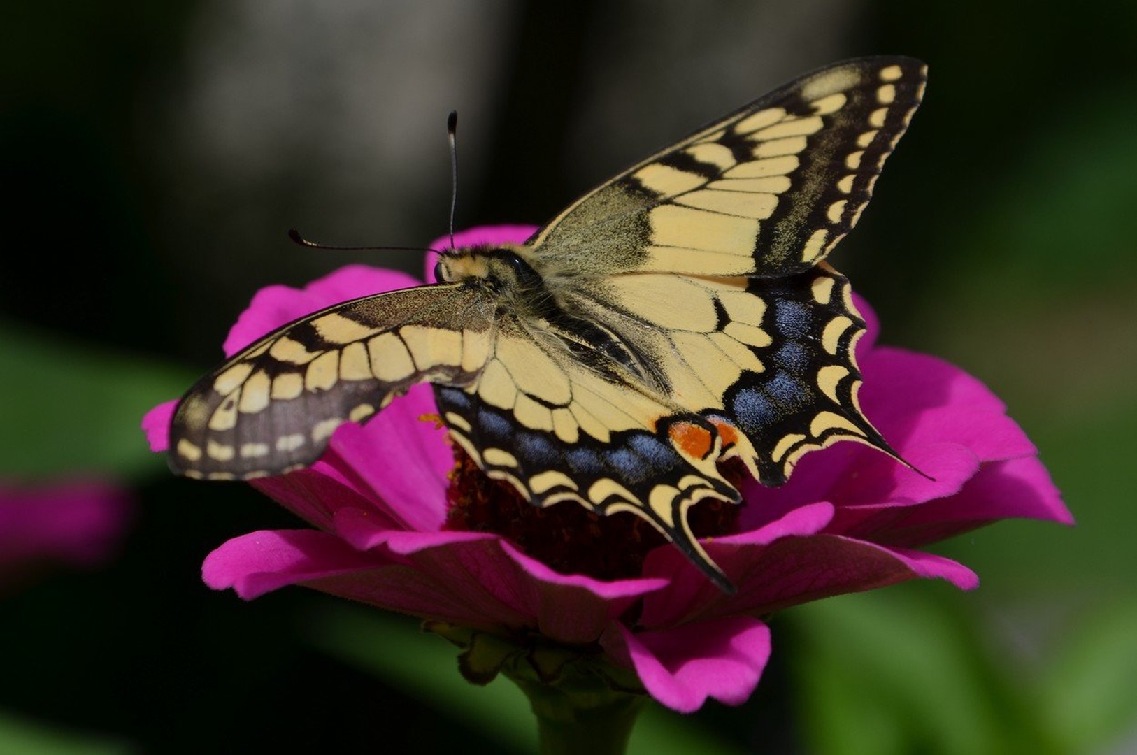 Veliki lastovičar (Papilio machaon) by Ivan Bukovšek