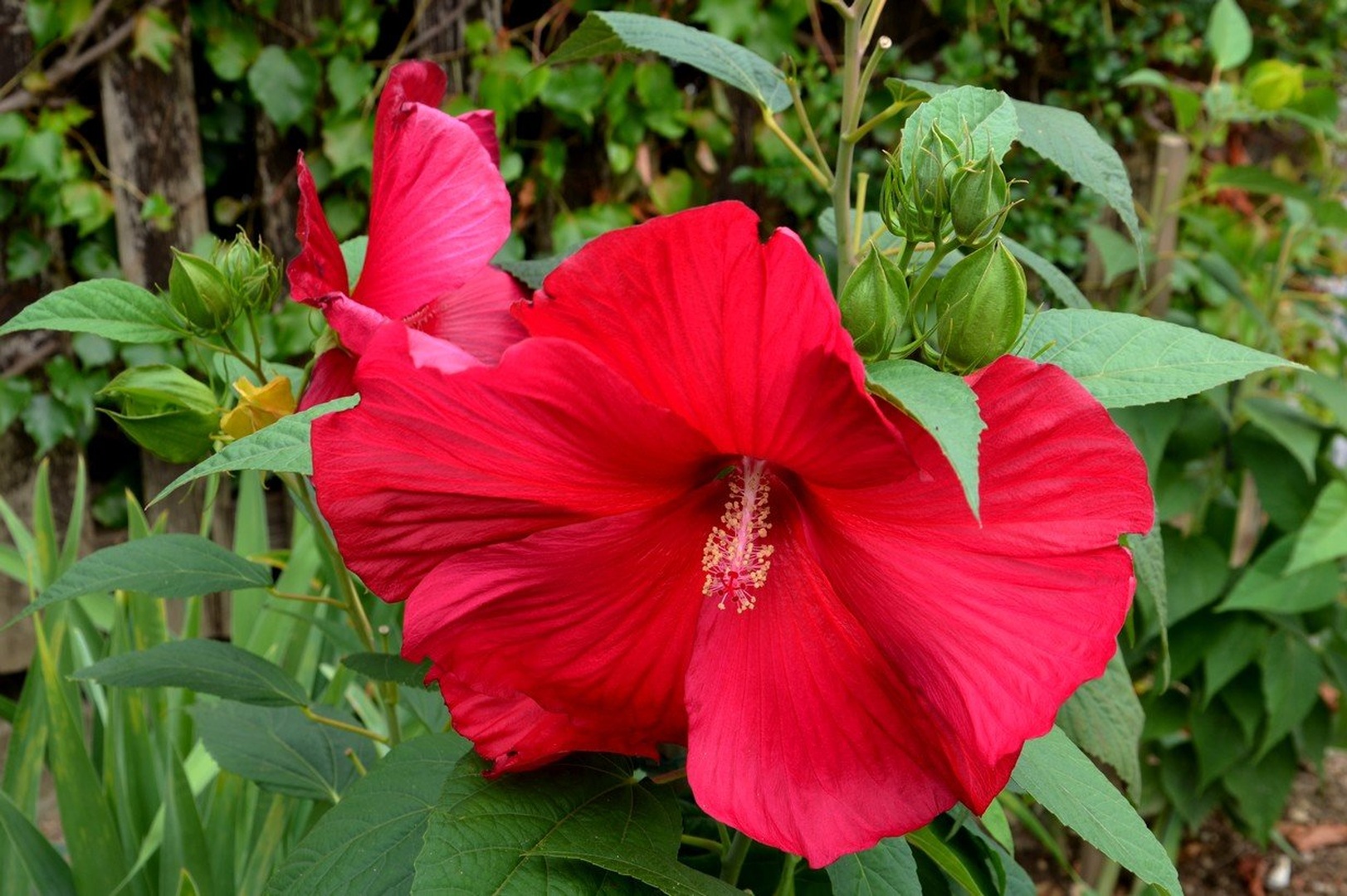 Hibiskus by Ivan Bukovšek