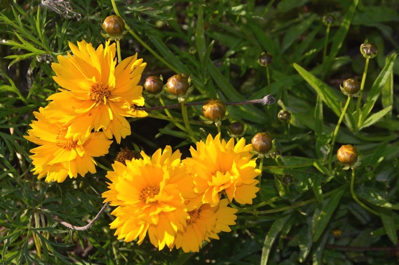 Coreopsis   Baby Sun Special by Ivan Bukovšek