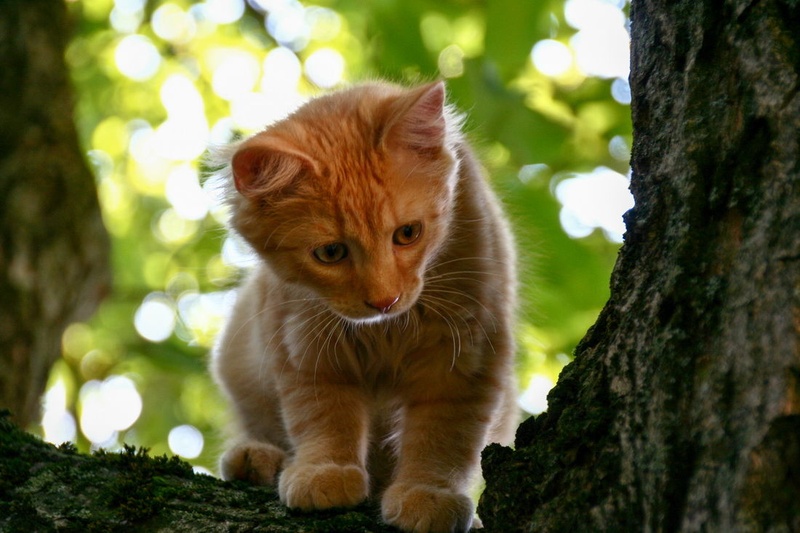 Hide and seek :) by Mitja