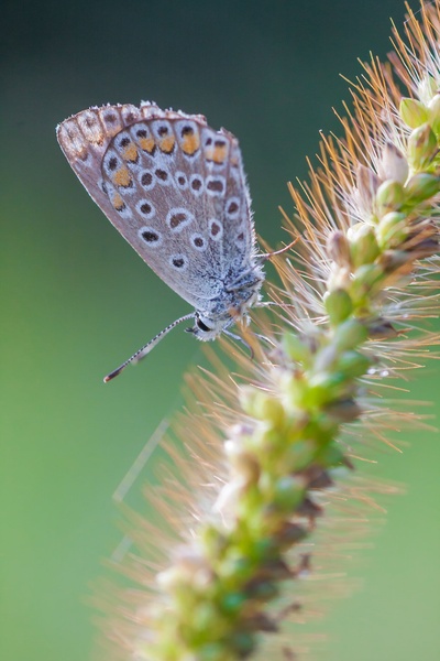 Butterfly on a Bristle Grass by Mitja