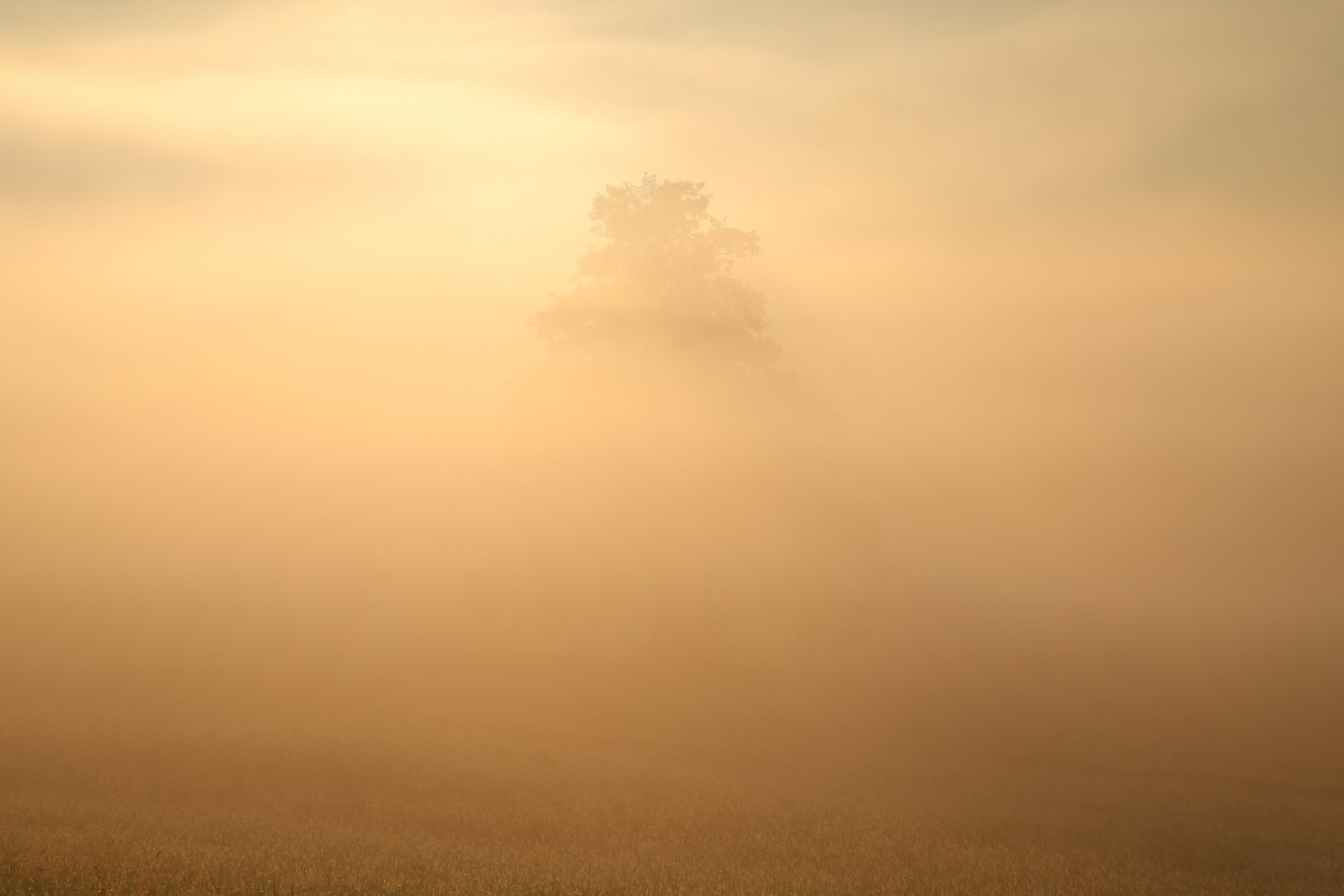 Golden morning by Mitja