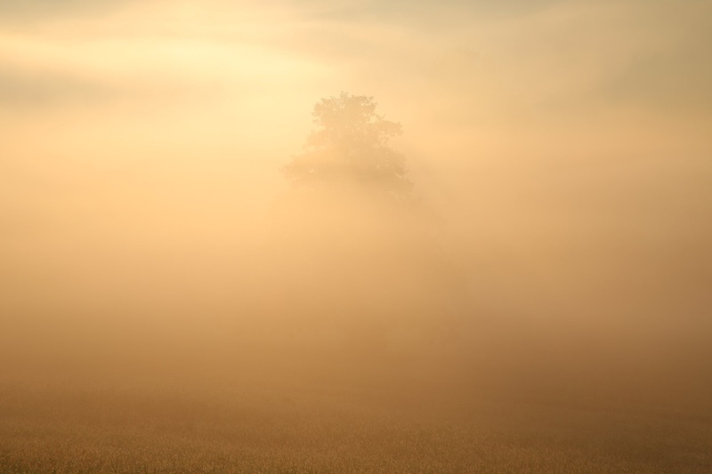 Golden morning by Mitja