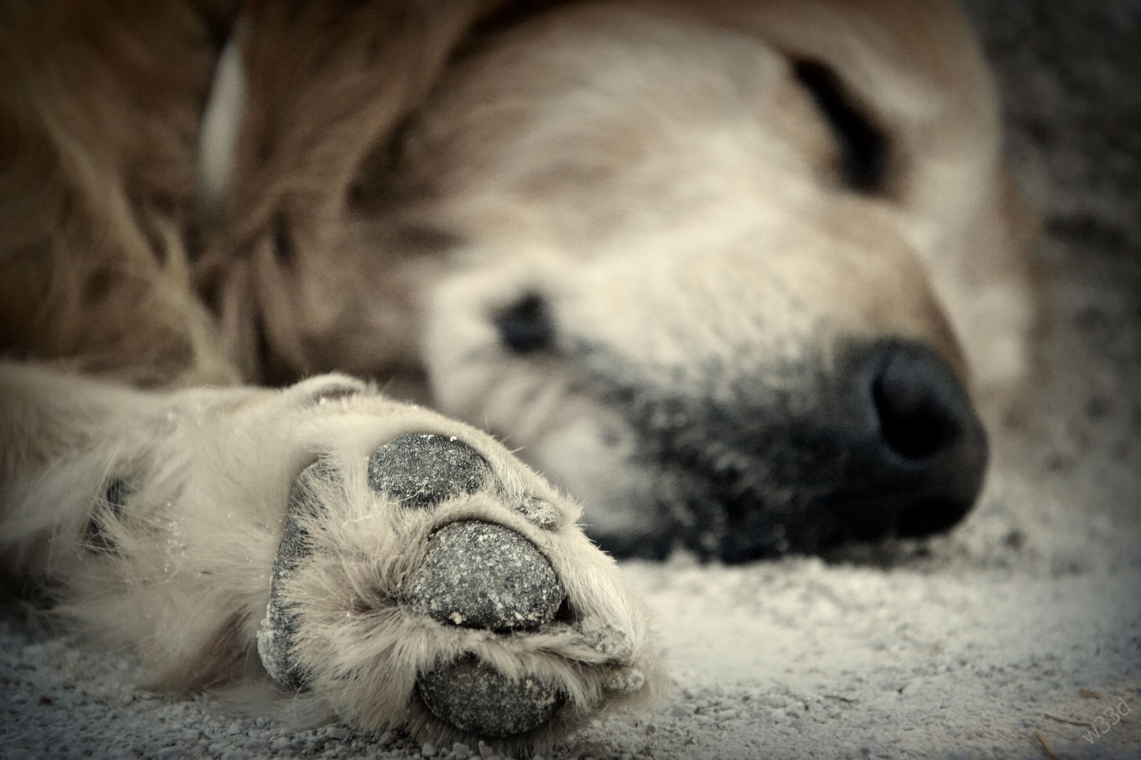 Doggy by Vid Ferčec