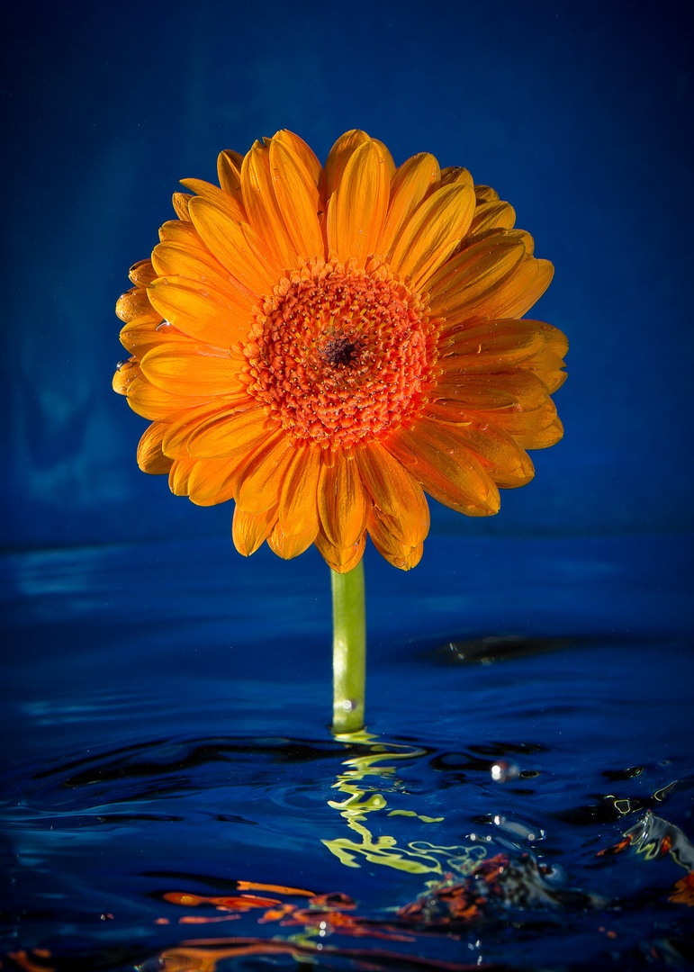 Gerbera by Tomaž K.