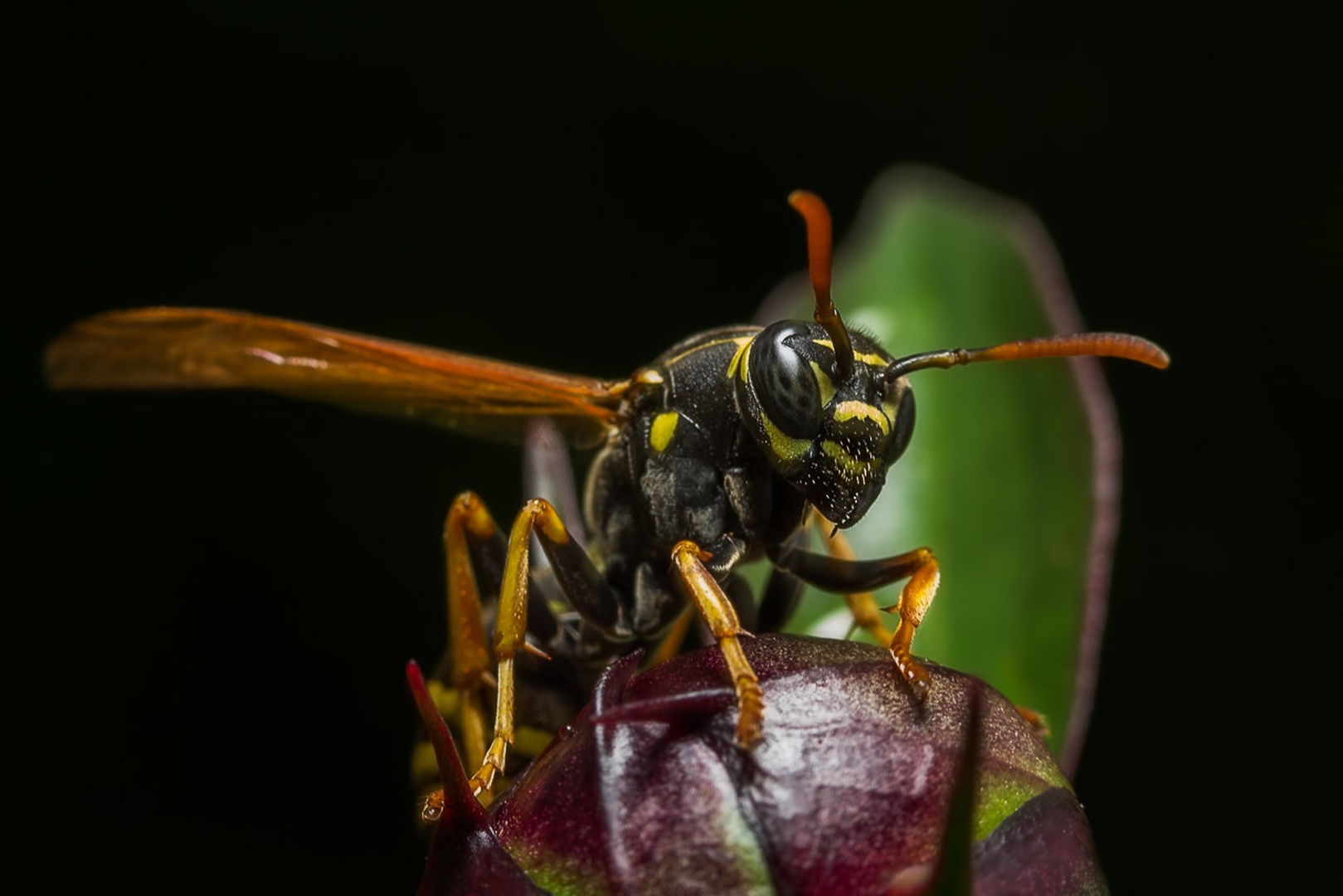 Vespula by Tomaž K.